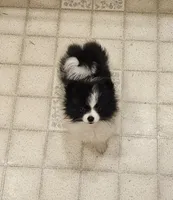 Diane Akc  on HOLD, a female Pomeranian for sale in Manchester, NH – 5 of 9