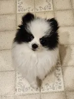 William Akc , a male Pomeranian for sale in Manchester, NH – 4 of 10