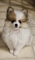 ON HOLD Diana Akc, a female Pomeranian for sale in Manchester, NH – 3 of 9