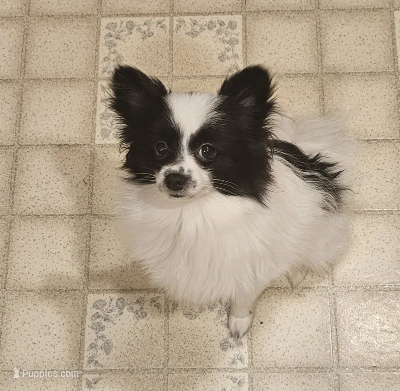 Harry Akc  – Pomeranian puppy for sale in Manchester, NH