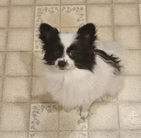 Harry Akc , a male Pomeranian for sale in Manchester, NH – 1 of 8