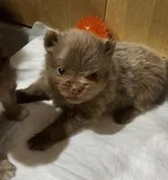 Lavender Akc * Sold, a female Pomeranian for sale in Manchester, NH – Photo 1 of 10