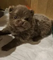 Lavender Akc * Sold, a female Pomeranian for sale in Manchester, NH – Photo 8 of 10