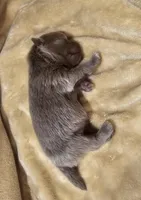 Lavender Akc * Sold, a female Pomeranian for sale in Manchester, NH – Photo 10 of 10