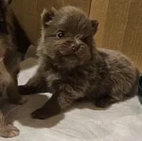 Lavender Akc * Sold, a female Pomeranian for sale in Manchester, NH – Photo 3 of 10