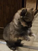 Prue AKC on HOLD, a female Pomeranian for sale in Manchester, NH – Photo 2 of 10