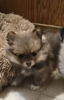 Prue AKC on HOLD, a female Pomeranian for sale in Manchester, NH – Photo 5 of 10