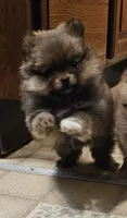 Prue AKC on HOLD, a female Pomeranian for sale in Manchester, NH – Photo 3 of 10