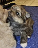 Prue AKC on HOLD, a female Pomeranian for sale in Manchester, NH – Photo 10 of 10