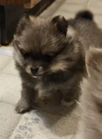 Prue AKC on HOLD, a female Pomeranian for sale in Manchester, NH – Photo 4 of 10