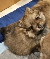 Prue AKC on HOLD, a female Pomeranian for sale in Manchester, NH – Photo 8 of 10