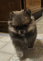 Prue AKC on HOLD, a female Pomeranian for sale in Manchester, NH – Photo 7 of 10