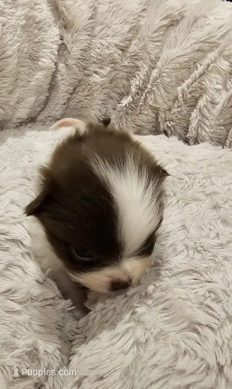Jack Akc  – Pomeranian puppy for sale in Manchester, NH