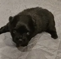 Bear Akc, a male Pomeranian for sale in Manchester, NH – 5 of 7