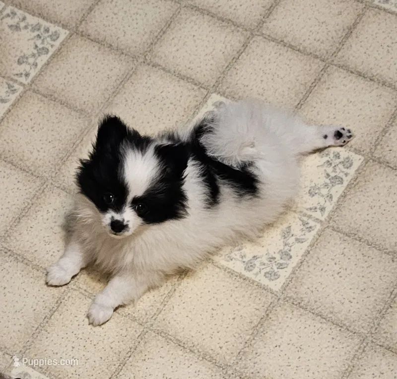 Harry Akc – Pomeranian puppy for sale in Manchester, NH