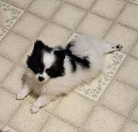 Harry Akc, a male Pomeranian for sale in Manchester, NH – 1 of 9