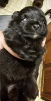 Bear Akc, a male Pomeranian for sale in Manchester, NH – 3 of 7