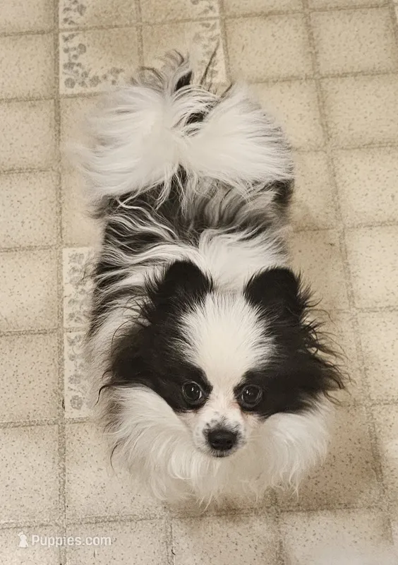 William Akc  – Pomeranian puppy for sale in Manchester, NH