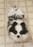 William Akc , a male Pomeranian for sale in Manchester, NH – 1 of 4