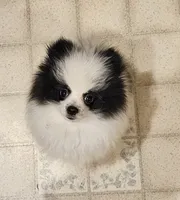 William Akc , a male Pomeranian for sale in Manchester, NH – 3 of 10