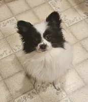 Harry Akc , a male Pomeranian for sale in Manchester, NH – 3 of 8