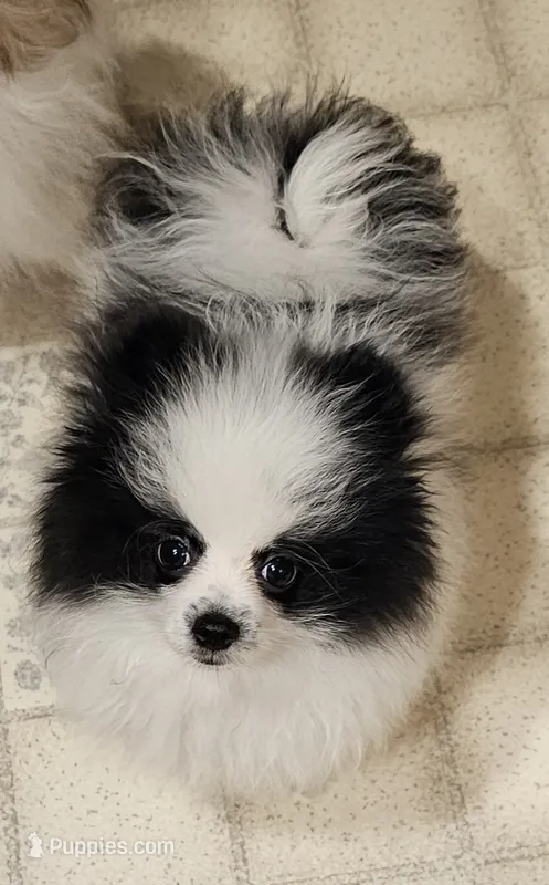 William Akc  – Pomeranian puppy for sale in Manchester, NH