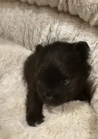 Bear Akc, a male Pomeranian for sale in Manchester, NH – 2 of 10