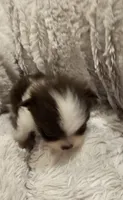 Jack Akc , a male Pomeranian for sale in Manchester, NH – 2 of 10