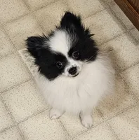 Harry Akc, a male Pomeranian for sale in Manchester, NH – 3 of 9