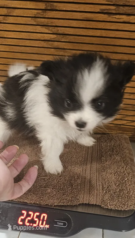 Diane Akc  – Pomeranian puppy for sale in Manchester, NH
