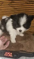 Diane Akc , a female Pomeranian for sale in Manchester, NH – 1 of 10