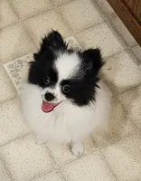 Harry Akc, a male Pomeranian for sale in Manchester, NH – 5 of 9
