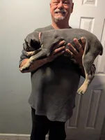 Sadie's Pink Collar Female, a female Cane Corso for sale in Clinton, MO – 2 of 4
