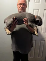 Sadie's Pink Collar Female, a female Cane Corso for sale in Clinton, MO – 4 of 4