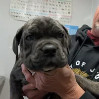 Lola's Male #3, a male Cane Corso for sale in Clinton, MO – Photo 2 of 4