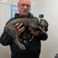 Lola's Male #3, a male Cane Corso for sale in Clinton, MO – Photo 4 of 4