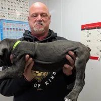 Lola's Male #3, a male Cane Corso for sale in Clinton, MO – Photo 3 of 4