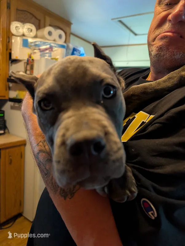Ms Athena – Cane Corso puppy for sale in Clinton, MO
