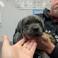 Lola's Female #1, a female Cane Corso for sale in Clinton, MO – Photo 1 of 3