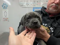 Lola's Female #1, a female Cane Corso for sale in Clinton, MO – Photo 1 of 3