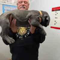 Lola's Female #1, a female Cane Corso for sale in Clinton, MO – Photo 2 of 3