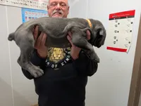 Lola's Female #1, a female Cane Corso for sale in Clinton, MO – Photo 2 of 3