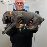 Lola's Female #1, a female Cane Corso for sale in Clinton, MO – Photo 3 of 3