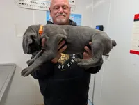 Lola's Female #1, a female Cane Corso for sale in Clinton, MO – Photo 3 of 3