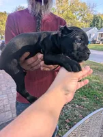 Ivy's Male #1, a male Cane Corso for sale in Clinton, MO – 4 of 5