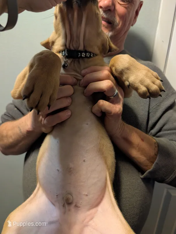 Sadie's Black Collar Male – Cane Corso puppy for sale in Clinton, MO