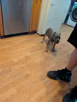 Sadie's Blue Collar Male, a male Cane Corso for sale in Clinton, MO – 5 of 9