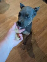 Sadie's Blue Collar Male, a male Cane Corso for sale in Clinton, MO – 9 of 9