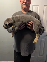Sadie's Green Collar Male, a male Cane Corso for sale in Clinton, MO – 7 of 8
