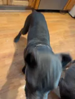 Ms Athena, a female Cane Corso for sale in Clinton, MO – 6 of 6